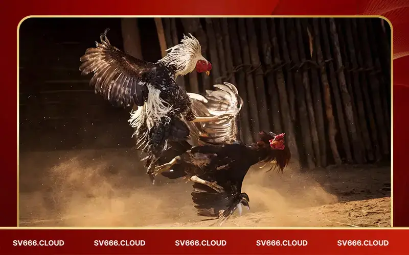 Chuyên Trang Đá Gà Live Trực Tiếp Tại Trường Gà Thomo